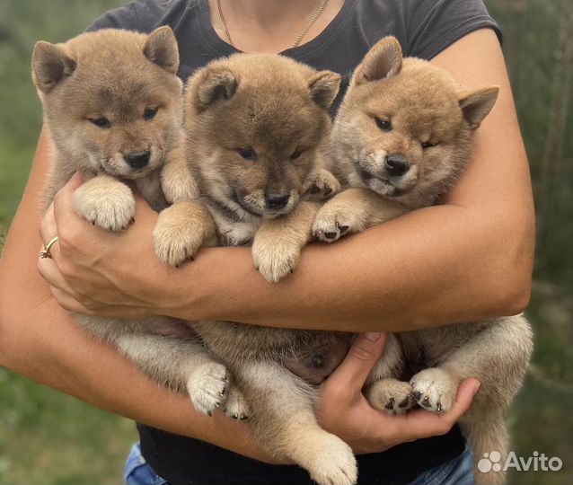 Щенки сиба шиба ину