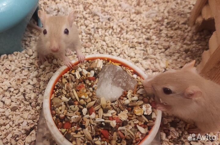 Монгольские песчанки, самки