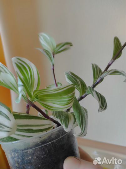 Традесканция 2 вида