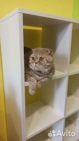 Кот ищет себе невесту