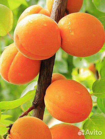 Саженцы абрикоса Лескоре