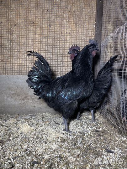 Петухи Ухейилюй