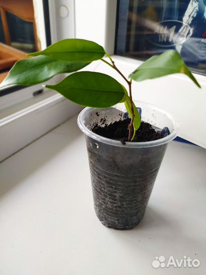 Отростки фикуса Бенджамина укорененные