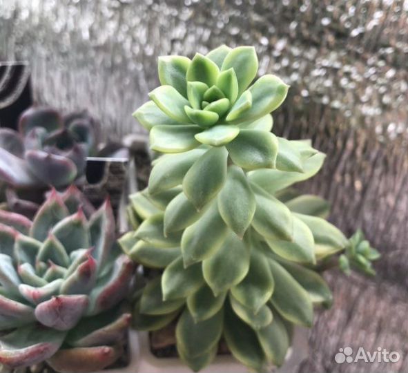 Суккуленты: эхеверии,пахифитумы,седумы