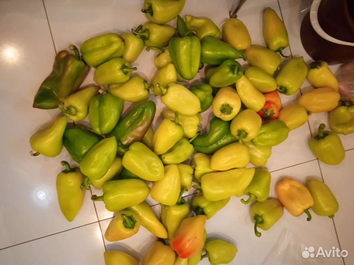 Рассада перца, томата, усы виктории