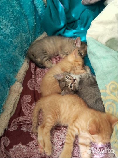 Кошка в дар