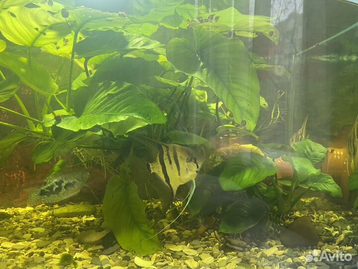 Аквариум с рыбками