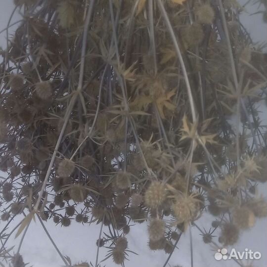 Синеголовник