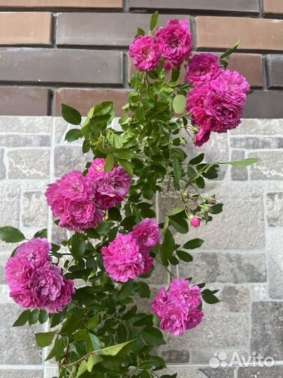 Большой взрослый куст розы