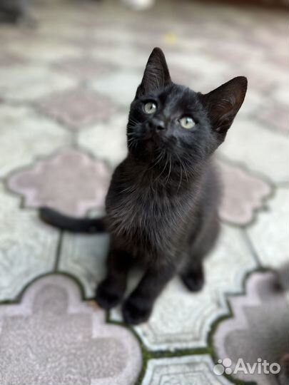 Котята в добрые руки мальчики