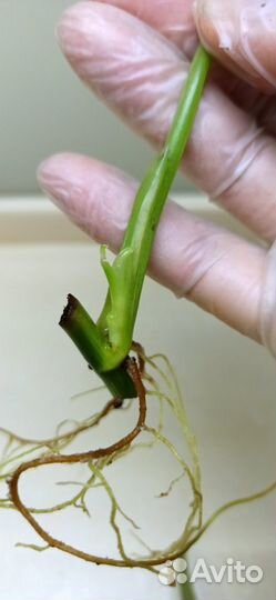 Филодендрон Доместикум вар/Сиам Санрайз