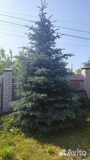 Растения для сада