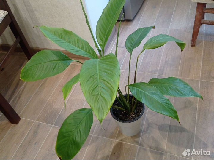 Спатифиллум