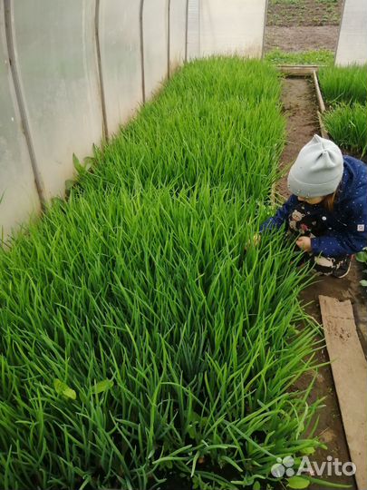 Сдаем зеленый лук оптом. Цена договорная