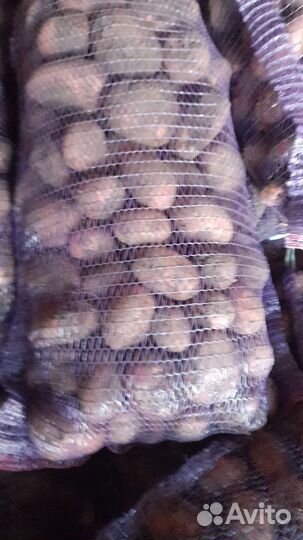 Картофель на хранение