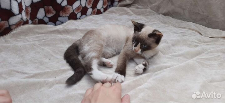 Котёнок девочка в добрые руки