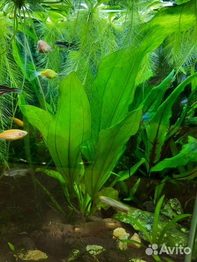 Аквариумное растение Эхинодорус 30 см