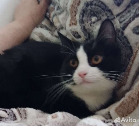 Кошечка в добрые ручки