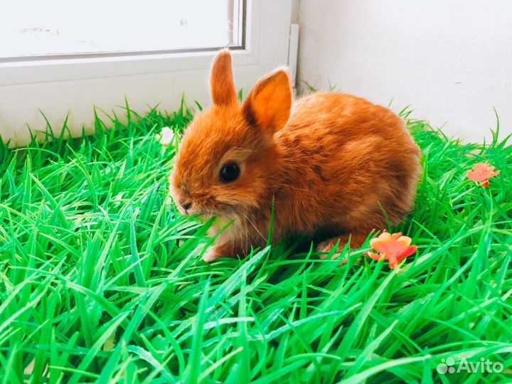 Кролик карликовый мини - редкий очень