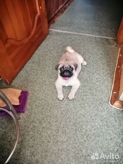 Щенок мопса