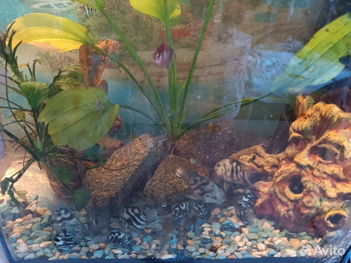 Продам аквариумных рыбок