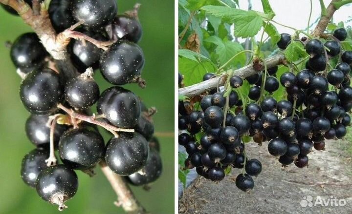 Саженцы черной смородины