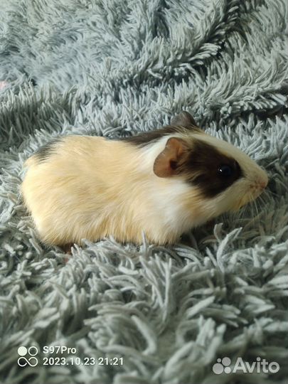 Морские свинки