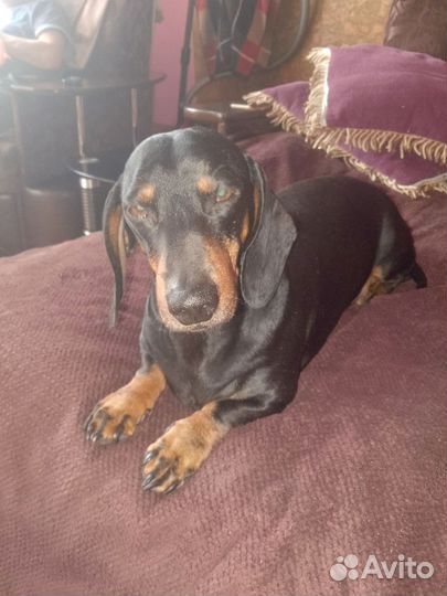 Щенки кроличьей таксы