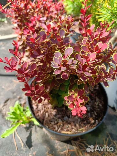 Барбарис тунберга Руби стар