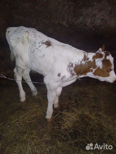 Телята бычки