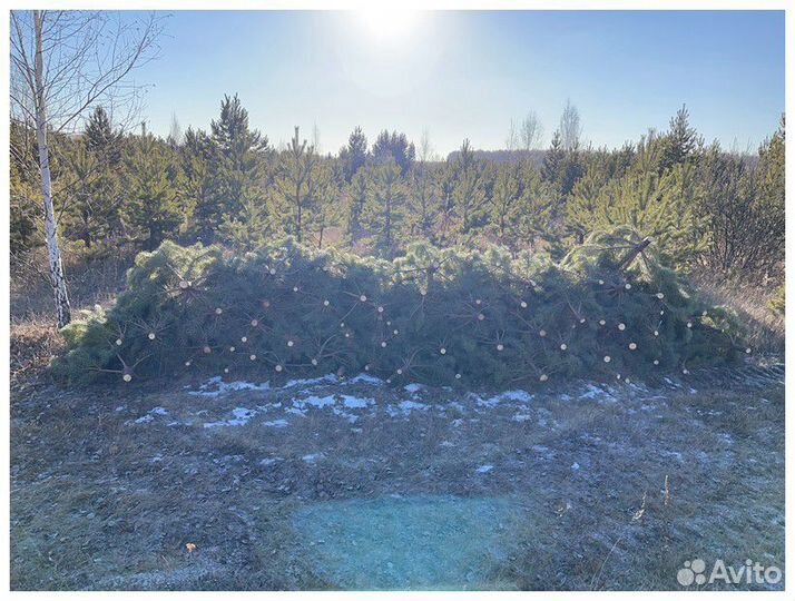 Сосна Рождественская