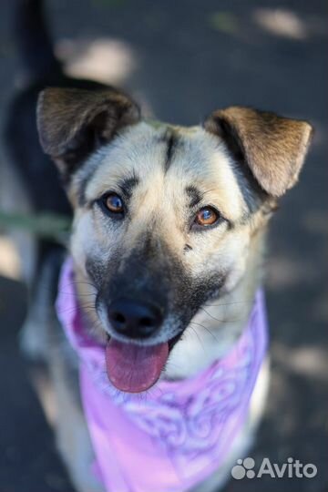 Валечка-добродушная и милая ищет дом