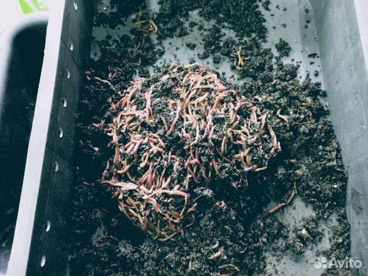 Червь дендробена