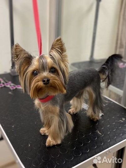 Йоркширский терьер, мини, вязка