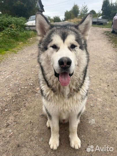 Маламута в добрые руки