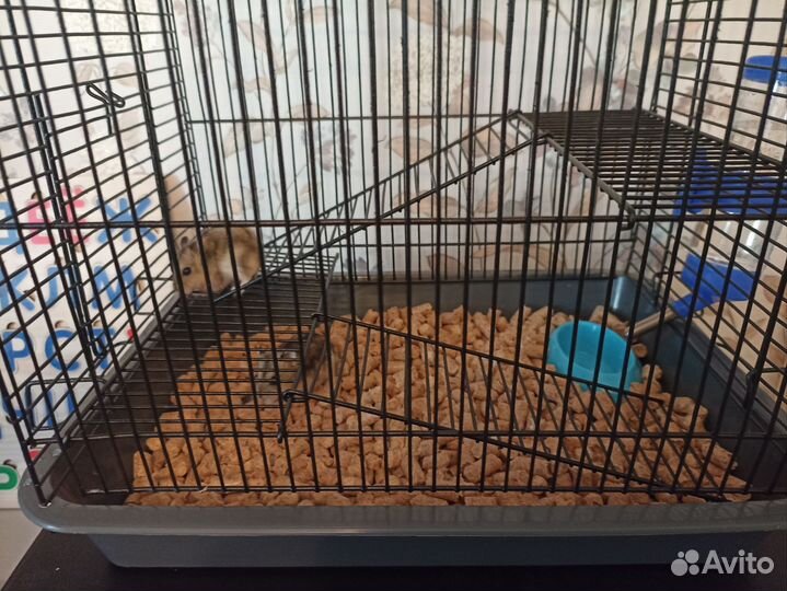 Клетка для джунгарского хомяка+2 хомяка