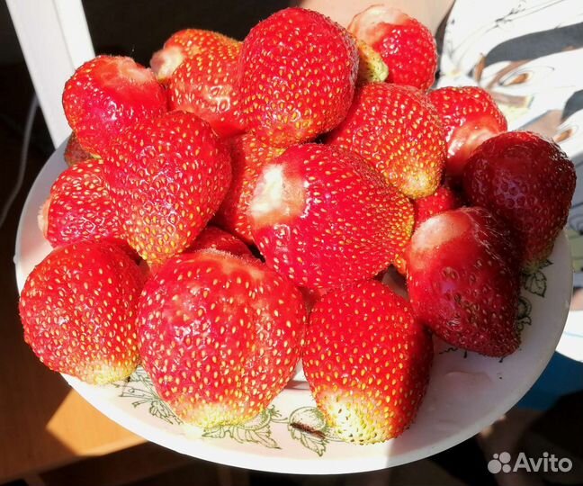 Рассада клубники, малины, смородины