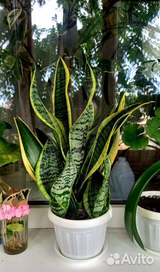 Сансевиерия или щучий хвост