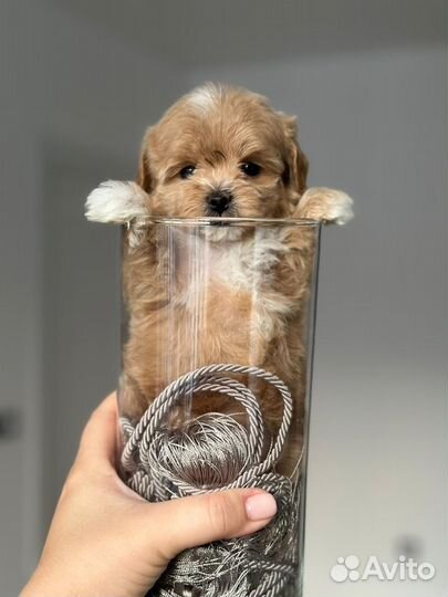 Mani maltipoo mini мальчик эксклюзив