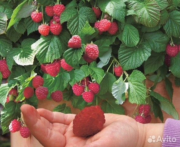 Саженцы малиновое дерево Сказка