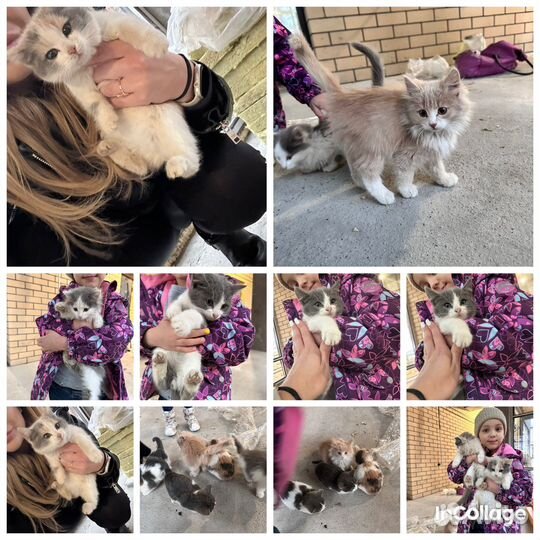 Котята в добрые руки