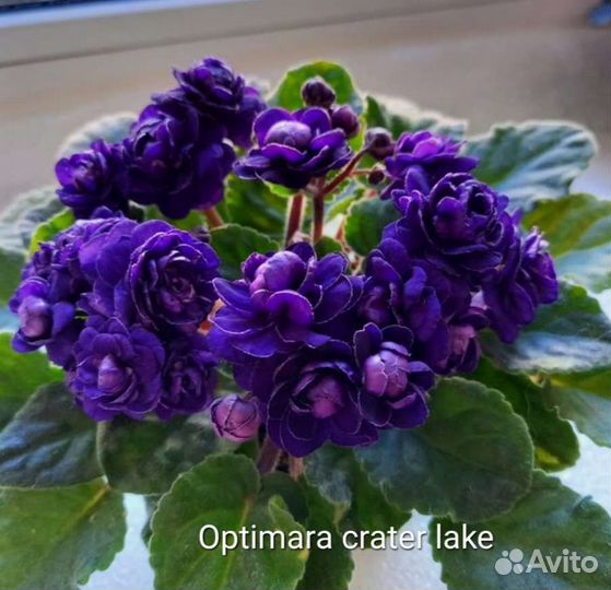 Фиалки сортовые