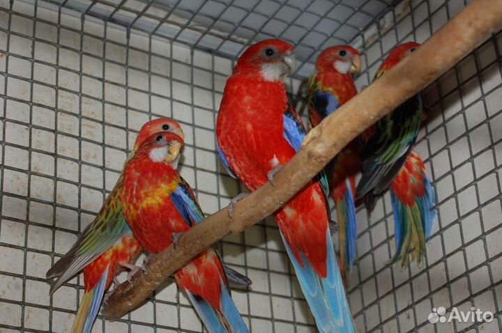 Красная Розелла, птенчики