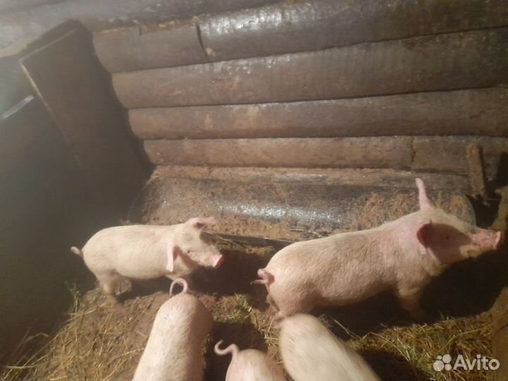 Поросенок ландрас