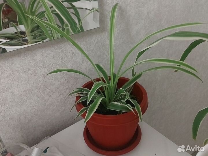 Хлорофитум