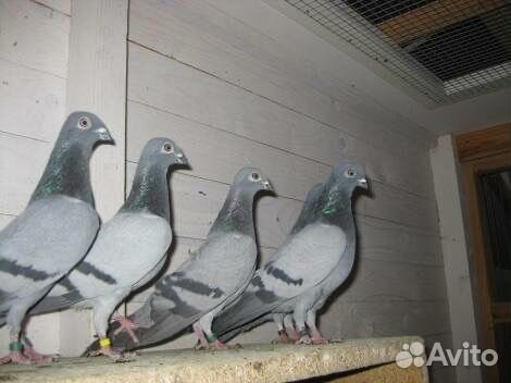 Голуби