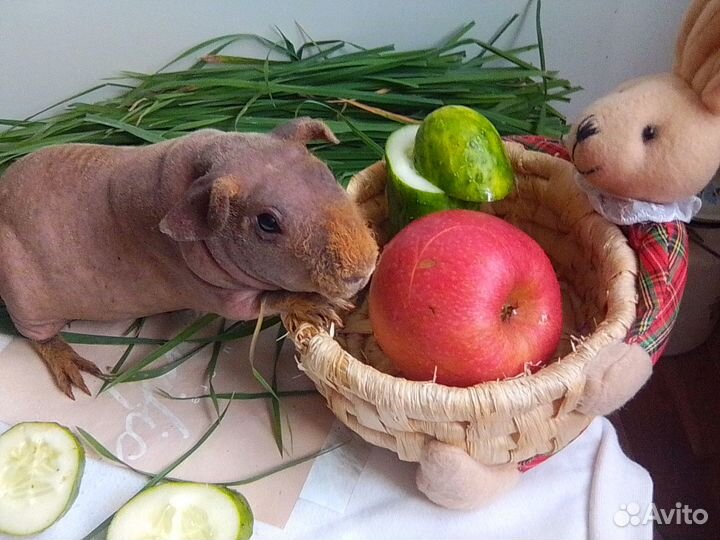 Морская свинка Скинни