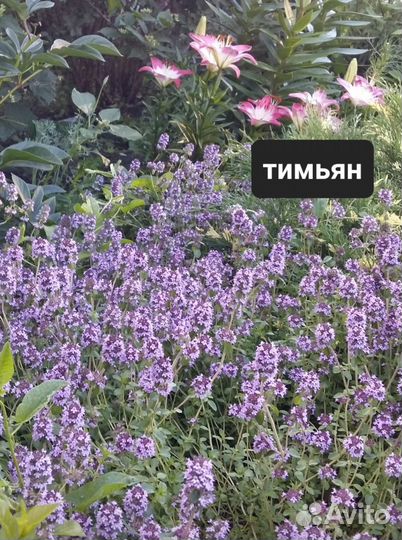 Растения для сада