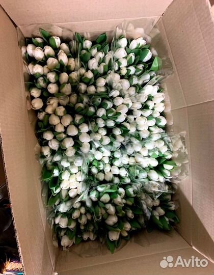 Пионовидные тюльпаны