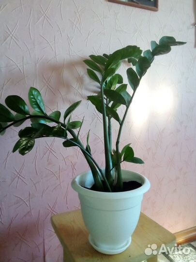 Комнатные растения